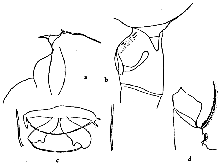 Species Aetideopsis rostrata - Plate 16 of morphological figures