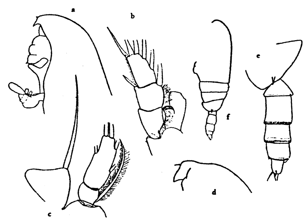 Species Gaetanus brevispinus - Plate 23 of morphological figures