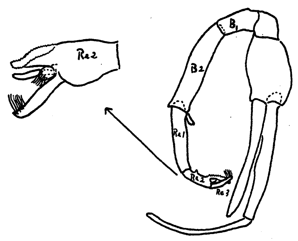 Espce Paraeuchaeta bradyi - Planche 5 de figures morphologiques