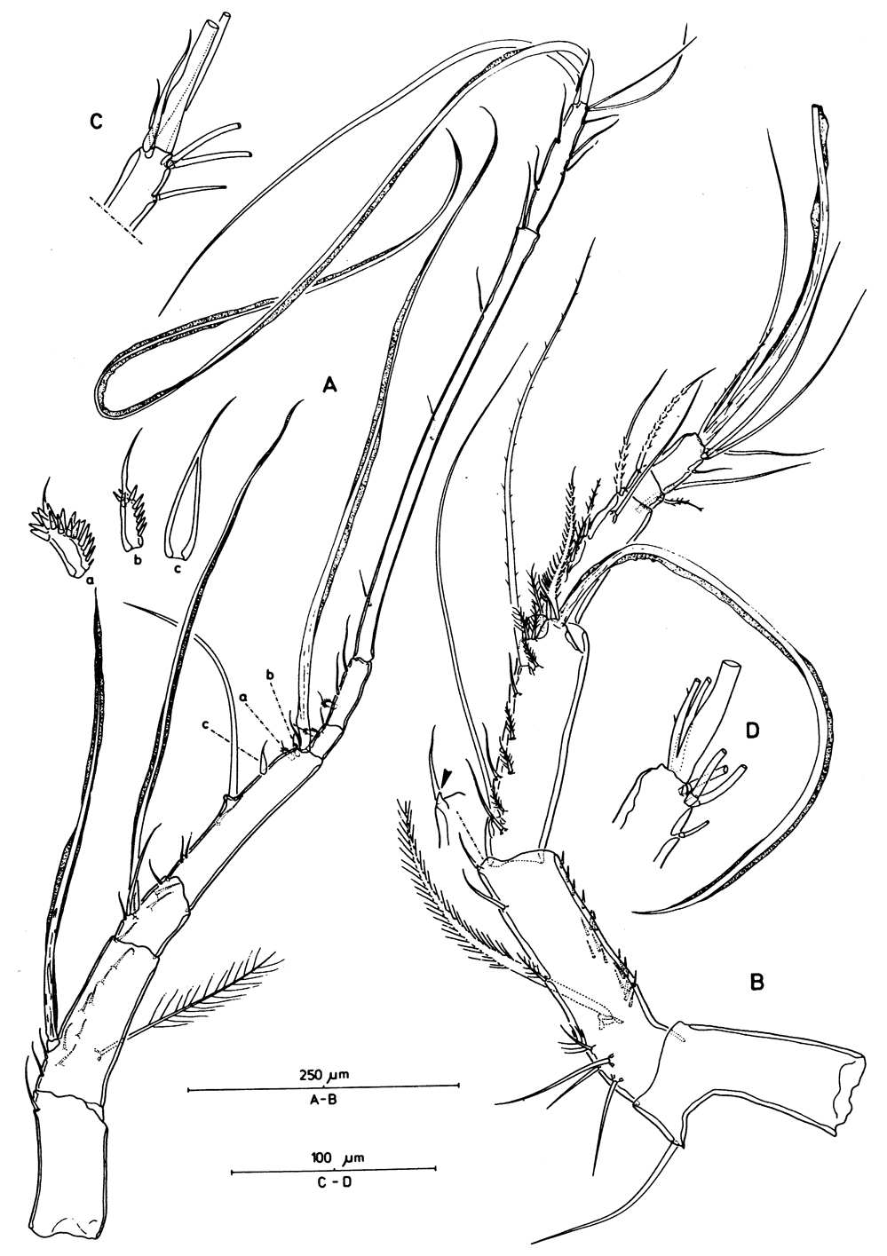 Species Aegisthus mucronatus - Plate 5 of morphological figures