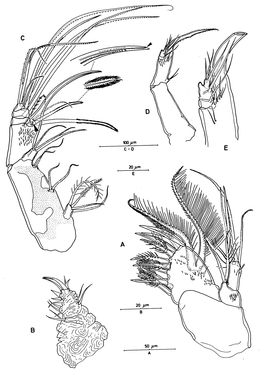 Species Aegisthus mucronatus - Plate 7 of morphological figures