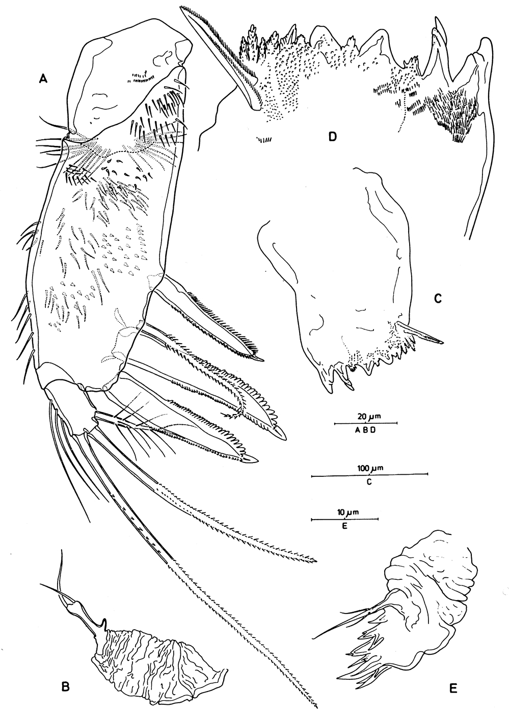 Species Aegisthus mucronatus - Plate 8 of morphological figures