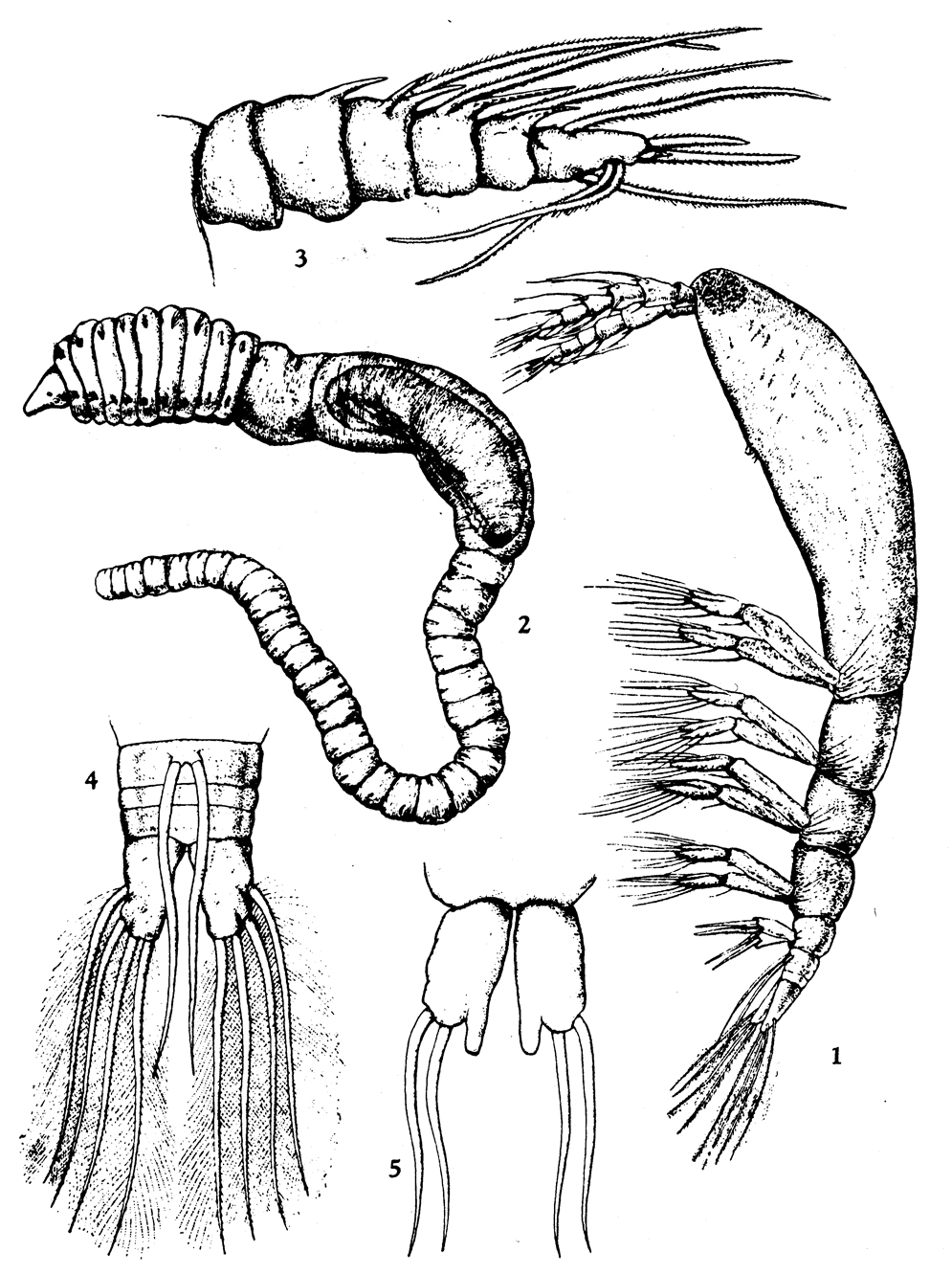 Species Monstrilla capitellicola - Plate 1 of morphological figures