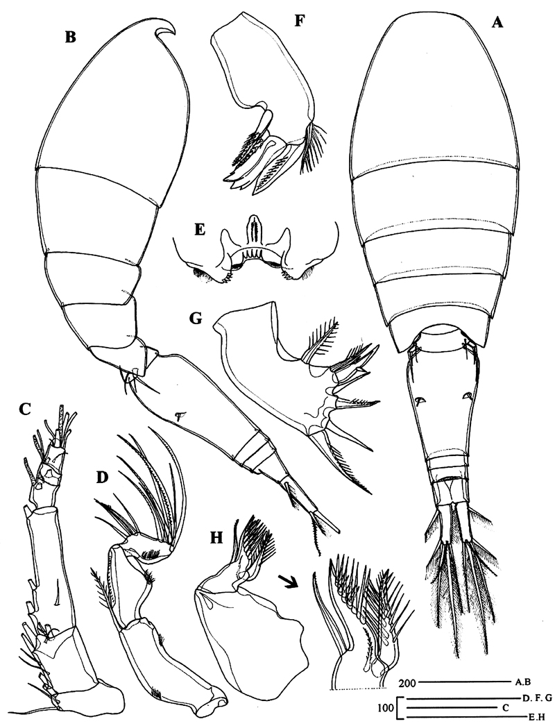 Espce Oncaea mediterranea - Planche 15 de figures morphologiques