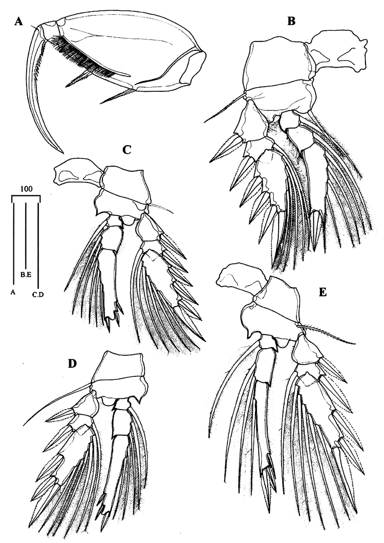 Espèce Oncaea mediterranea - Planche 16 de figures morphologiques
