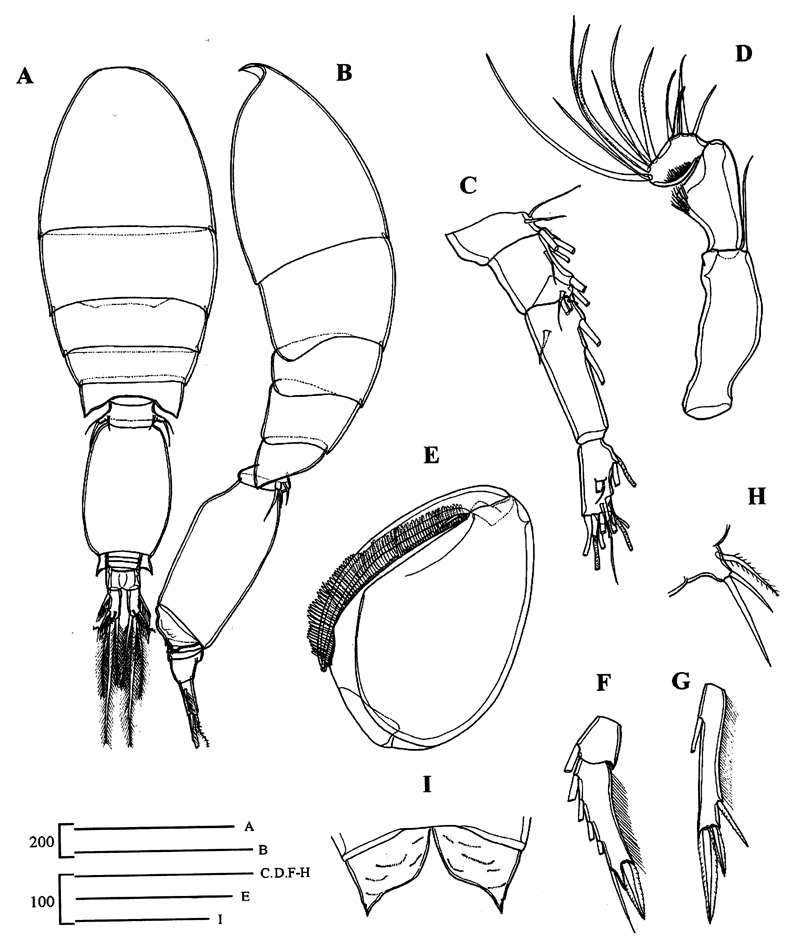 Espce Oncaea mediterranea - Planche 17 de figures morphologiques