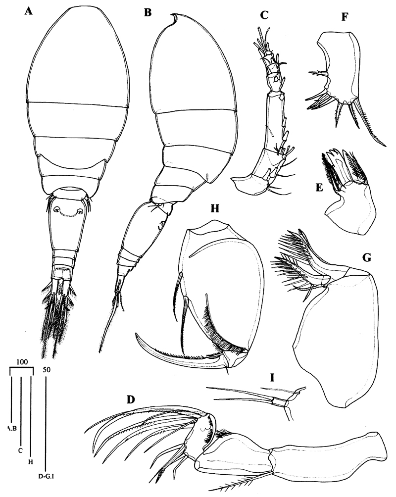 Espce Oncaea clevei - Planche 6 de figures morphologiques