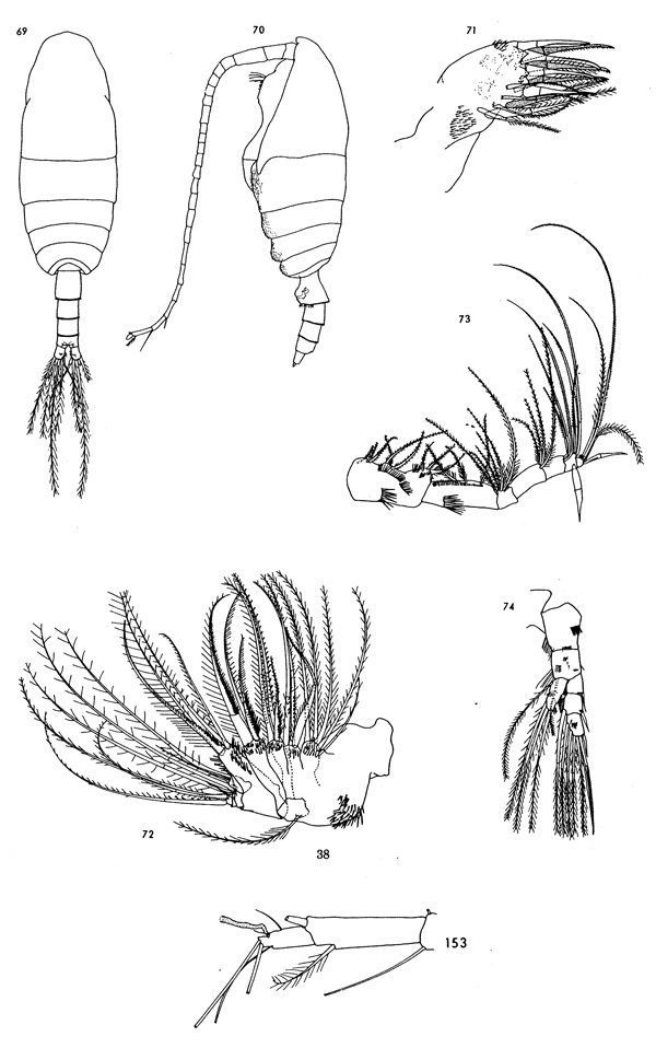 Species Spinocalanus horridus - Plate 4 of morphological figures