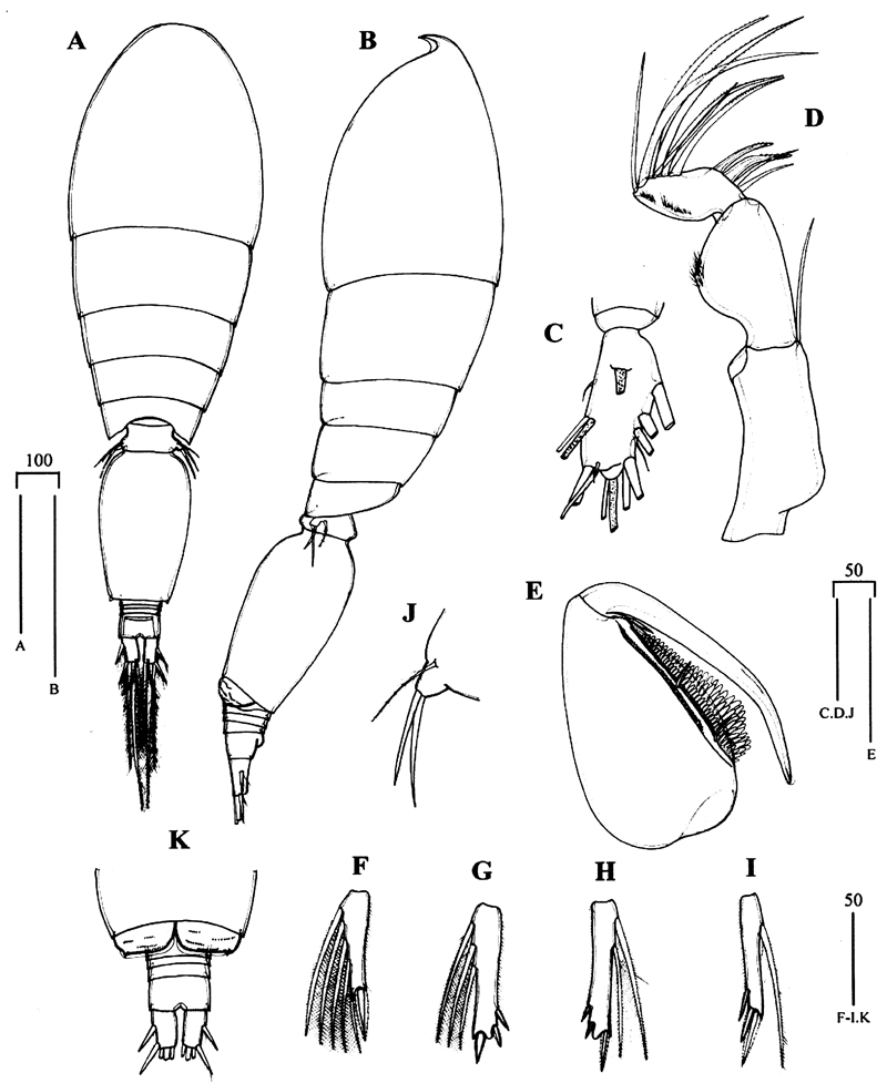 Espce Oncaea clevei - Planche 8 de figures morphologiques
