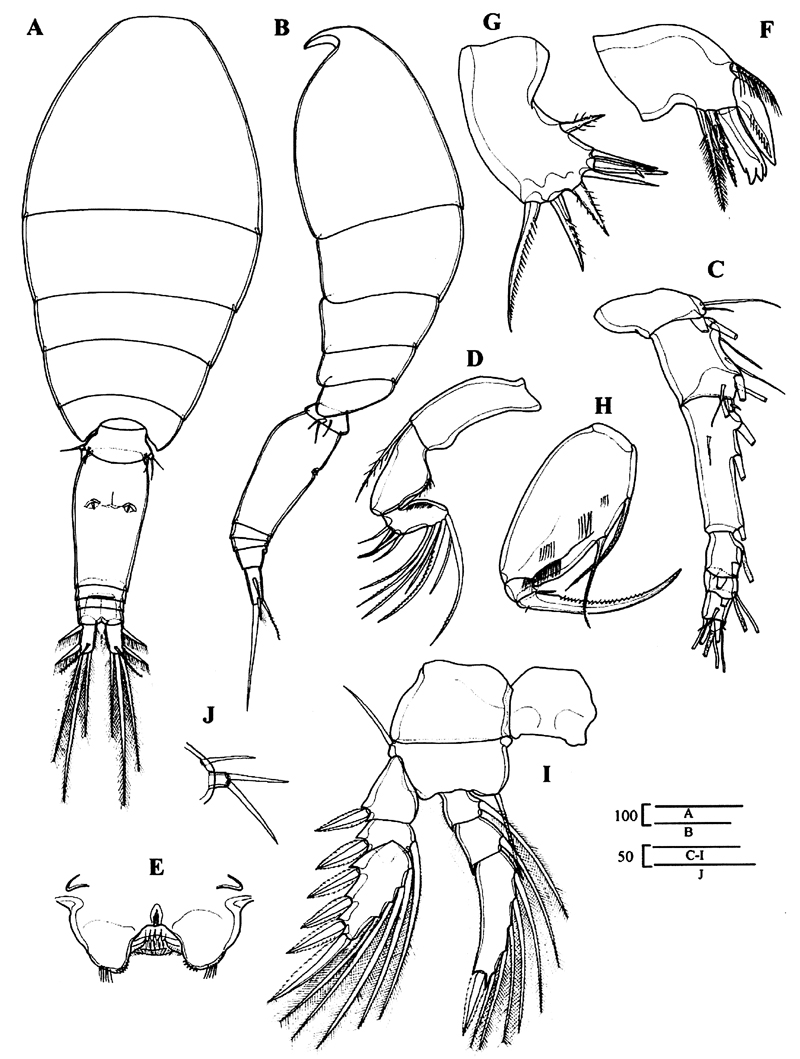 Species Oncaea media - Plate 8 of morphological figures