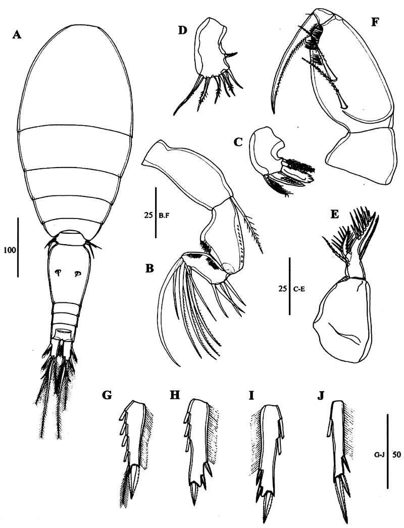 Espce Oncaea waldemari - Planche 11 de figures morphologiques