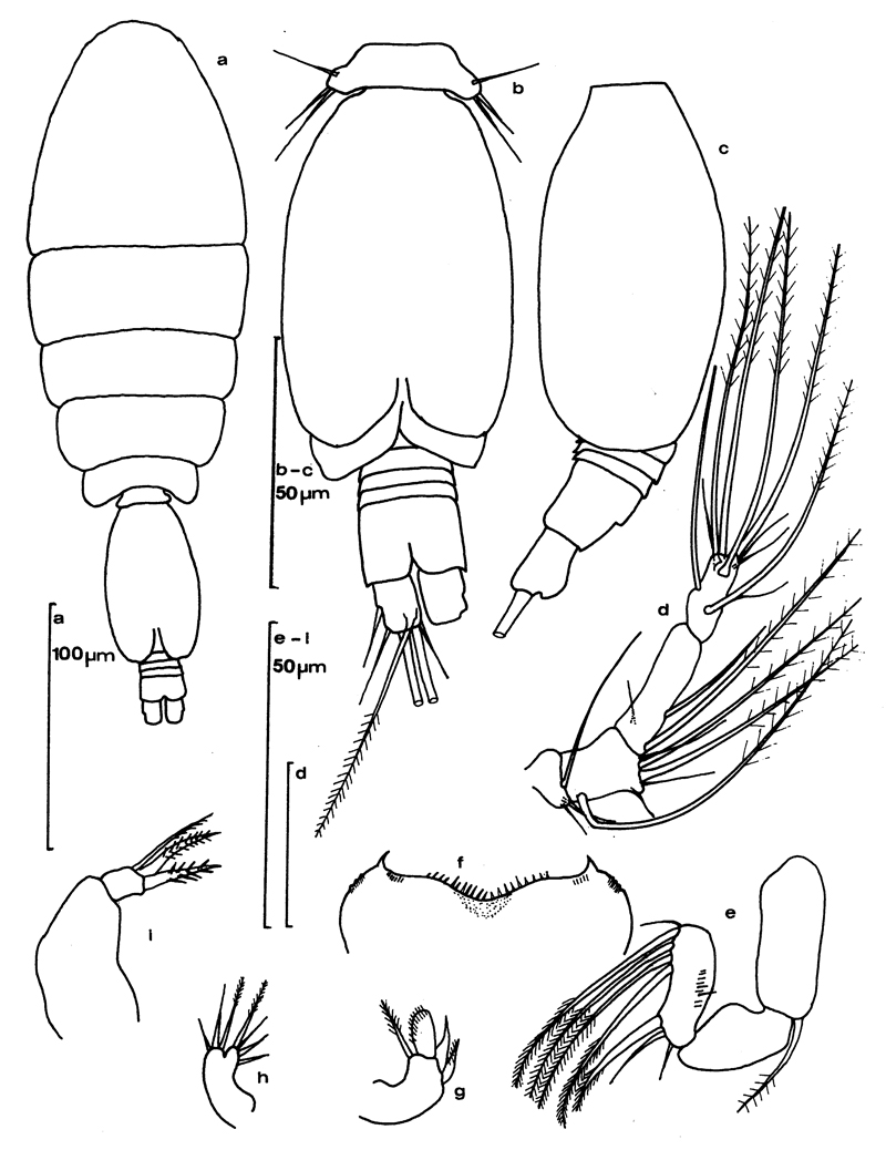 Species Oncaea zernovi - Plate 5 of morphological figures