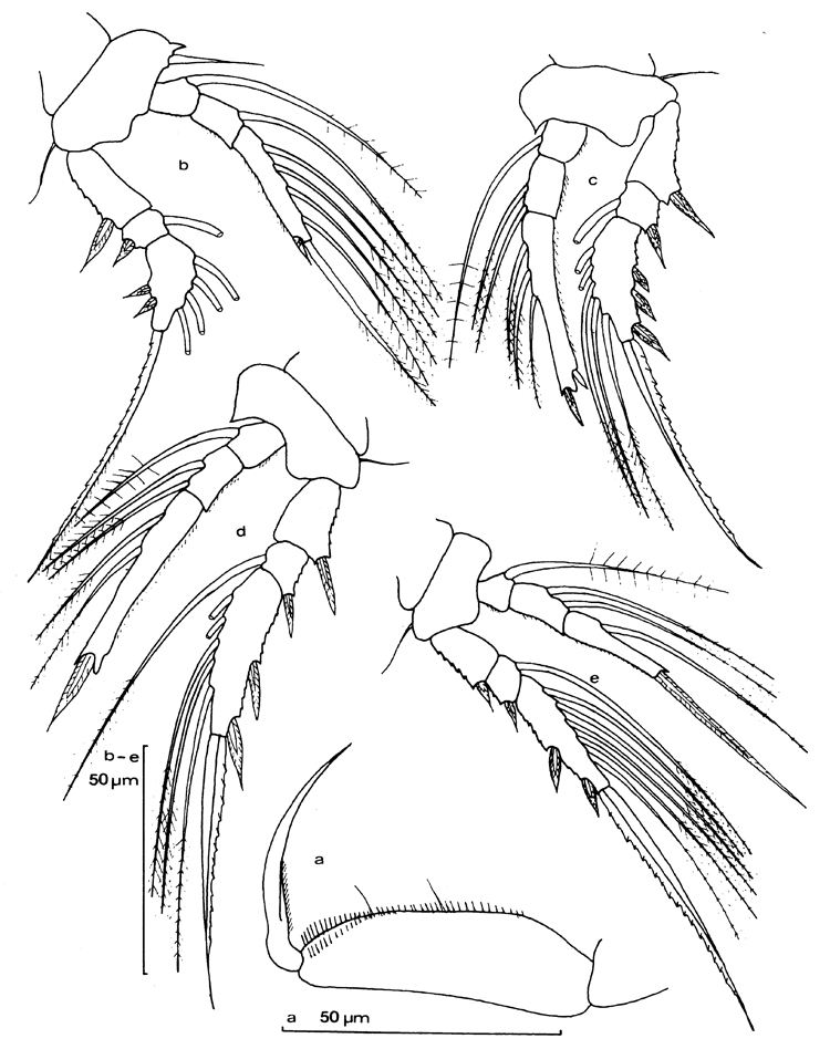 Species Oncaea zernovi - Plate 6 of morphological figures