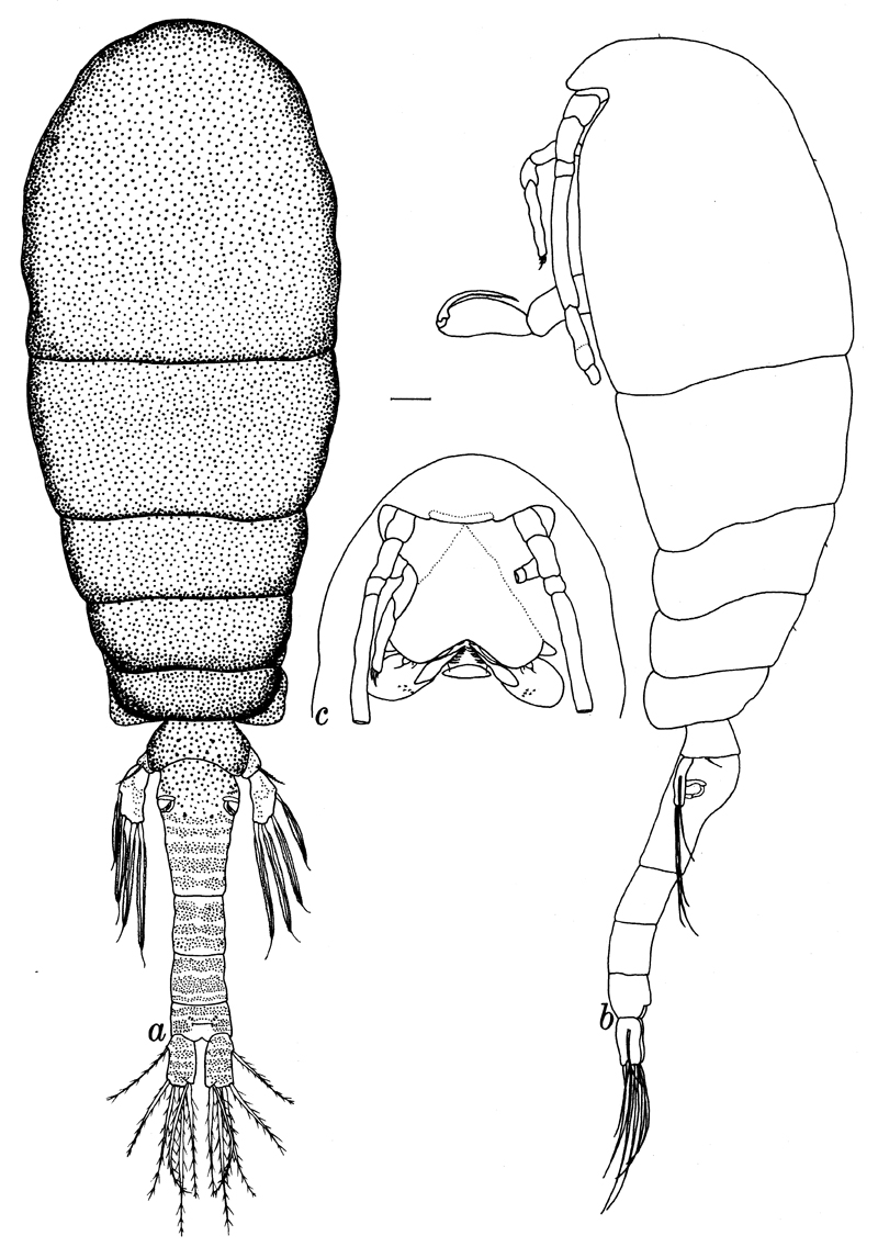 Species Pseudolubbockia dilatata - Plate 2 of morphological figures