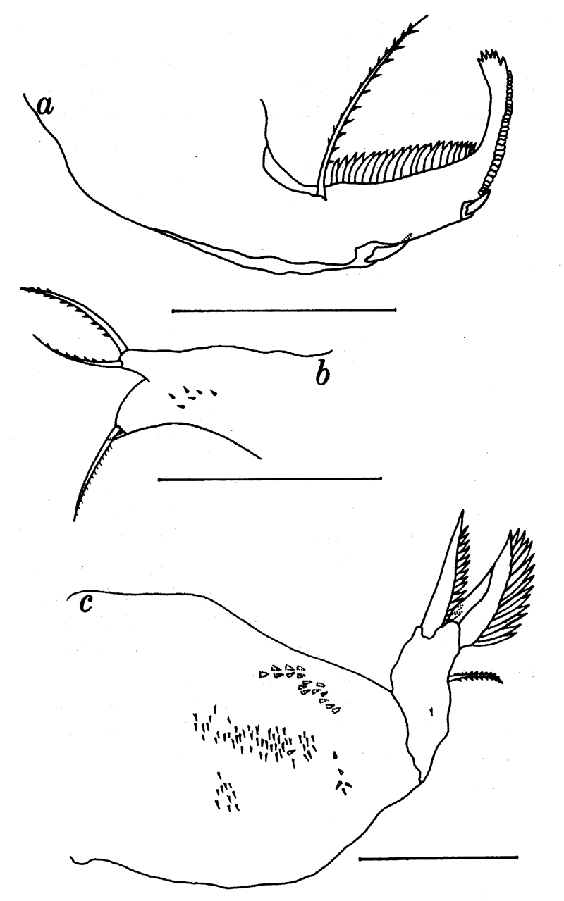 Species Pseudolubbockia dilatata - Plate 5 of morphological figures