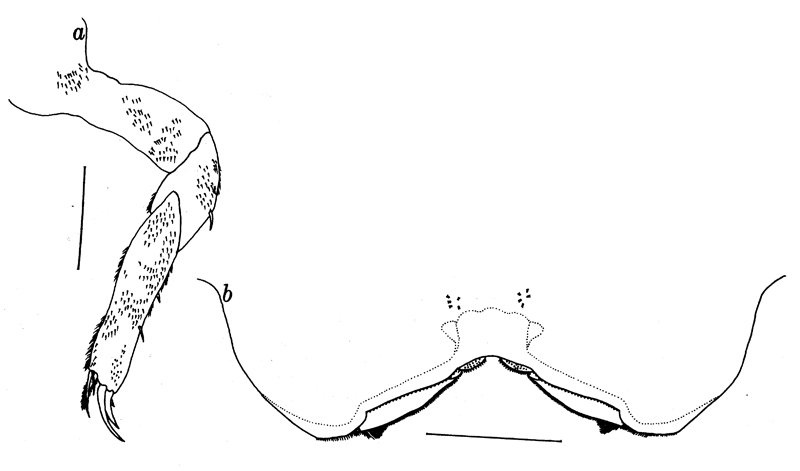 Espce Pseudolubbockia dilatata - Planche 4 de figures morphologiques