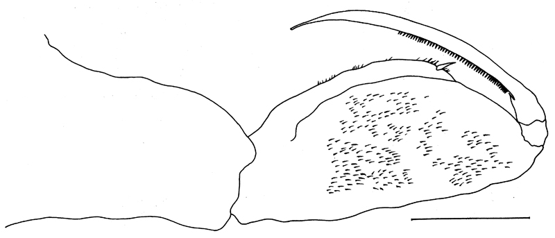 Espce Pseudolubbockia dilatata - Planche 6 de figures morphologiques