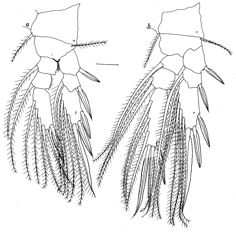 Species Pseudolubbockia dilatata - Plate 7 of morphological figures