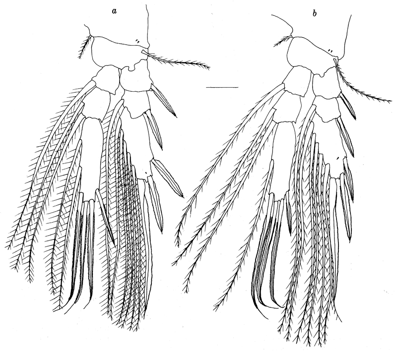 Species Pseudolubbockia dilatata - Plate 8 of morphological figures