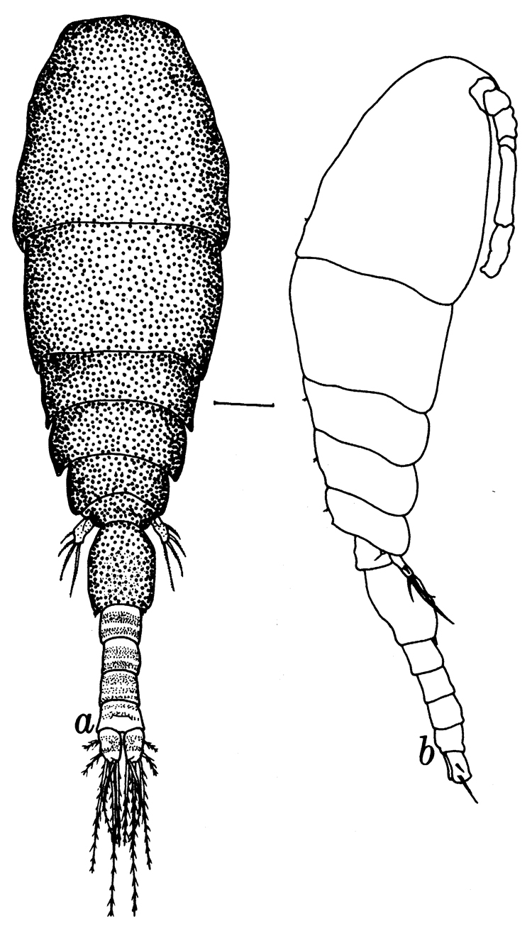Espce Pseudolubbockia dilatata - Planche 9 de figures morphologiques