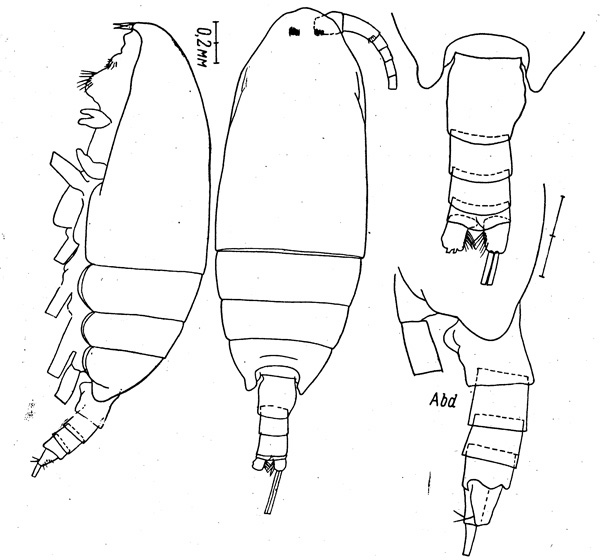 Species Monacilla typica - Plate 2 of morphological figures