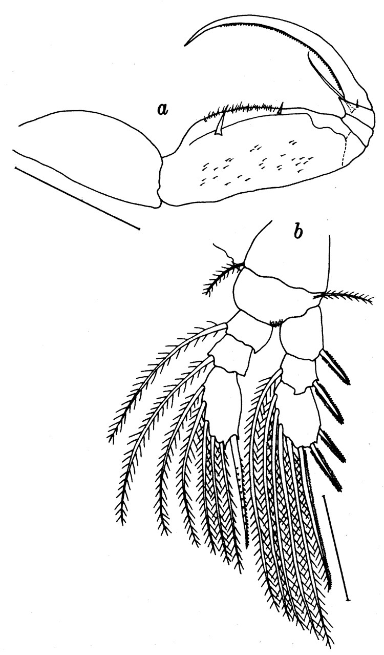 Species Pseudolubbockia dilatata - Plate 11 of morphological figures