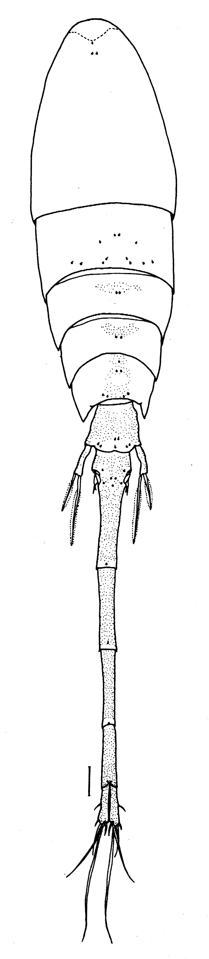 Species Lubbockia wilsonae - Plate 3 of morphological figures