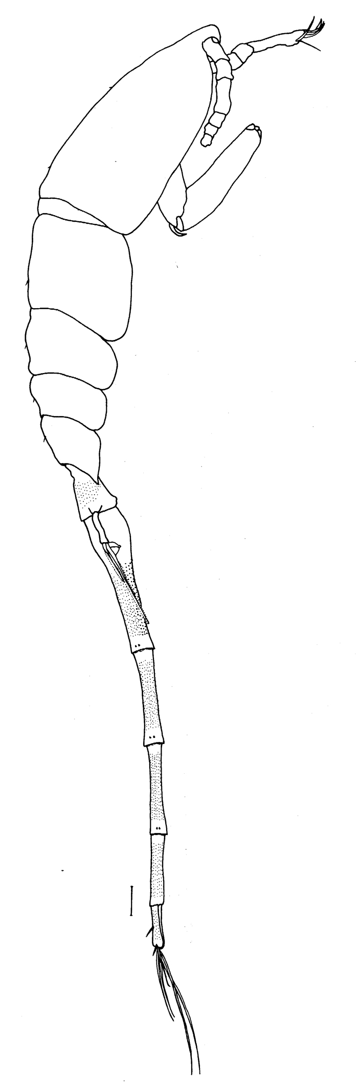 Espce Lubbockia wilsonae - Planche 4 de figures morphologiques