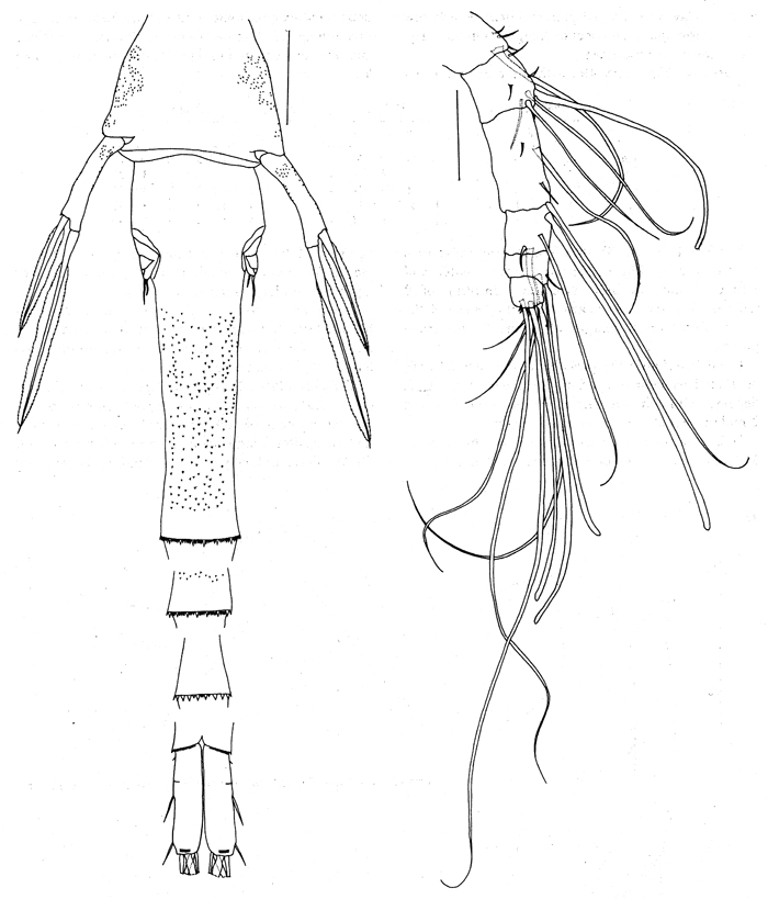 Espce Lubbockia wilsonae - Planche 5 de figures morphologiques