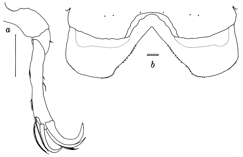 Espce Lubbockia wilsonae - Planche 6 de figures morphologiques