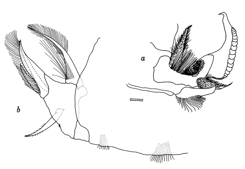 Species Lubbockia wilsonae - Plate 7 of morphological figures