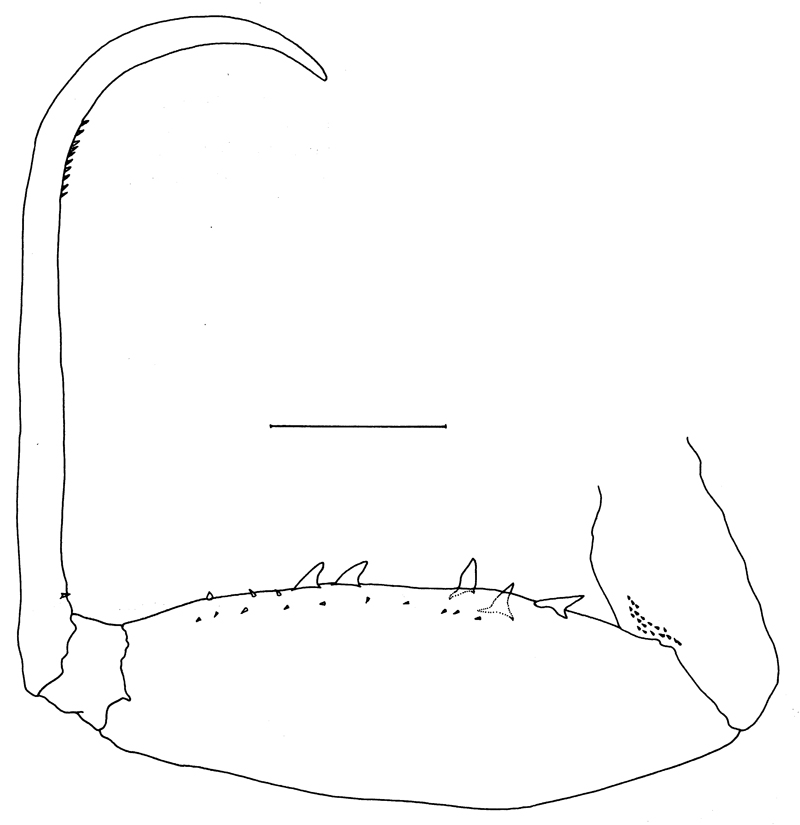 Species Lubbockia wilsonae - Plate 8 of morphological figures