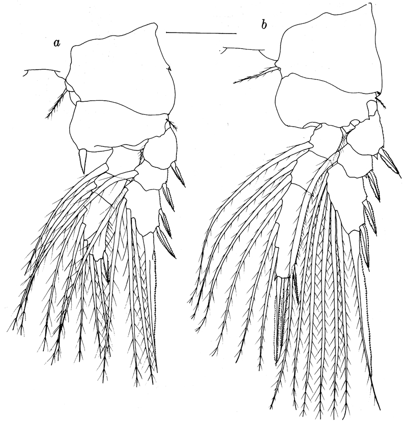 Espce Lubbockia wilsonae - Planche 9 de figures morphologiques