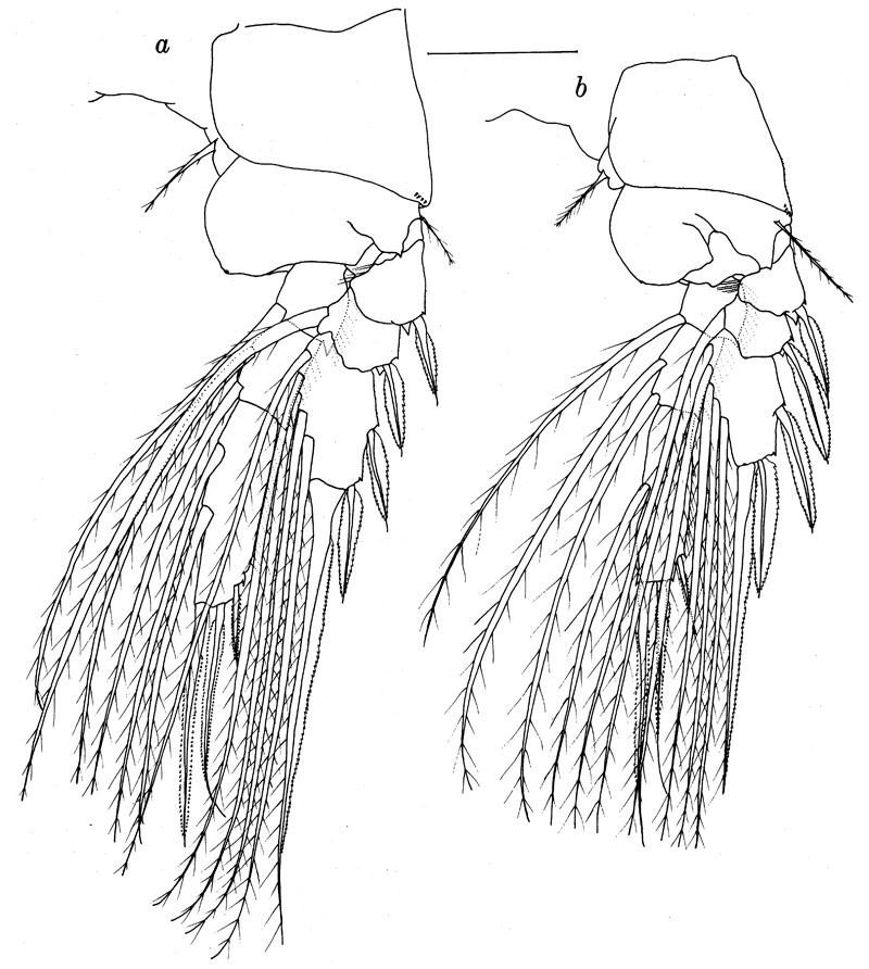 Species Lubbockia wilsonae - Plate 10 of morphological figures