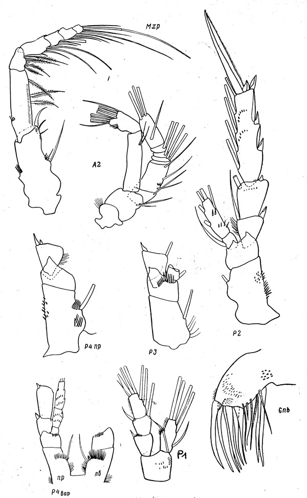 Espèce Monacilla typica - Planche 3 de figures morphologiques