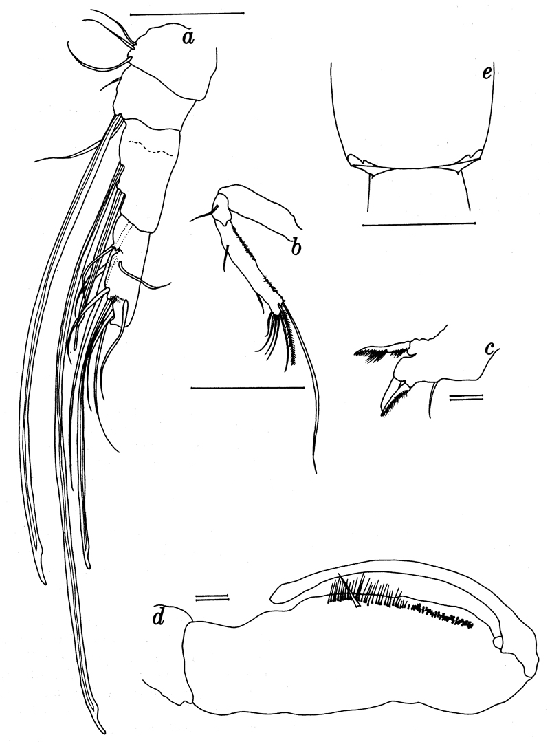Espèce Atrophia minuta - Planche 8 de figures morphologiques