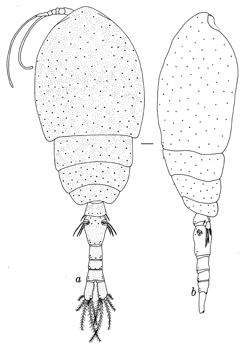 Species Ratania atlantica - Plate 3 of morphological figures