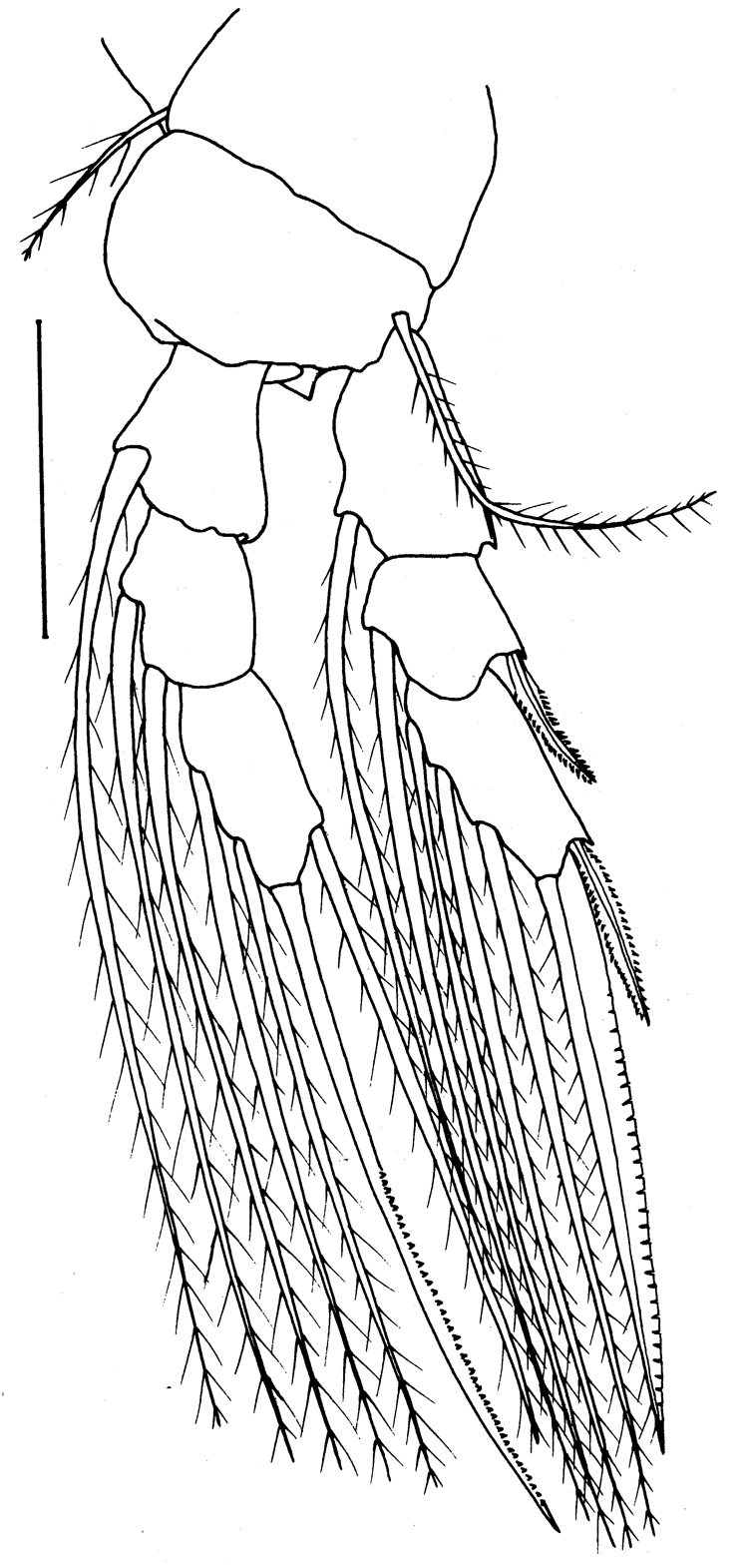 Espce Pontoeciella abyssicola - Planche 10 de figures morphologiques