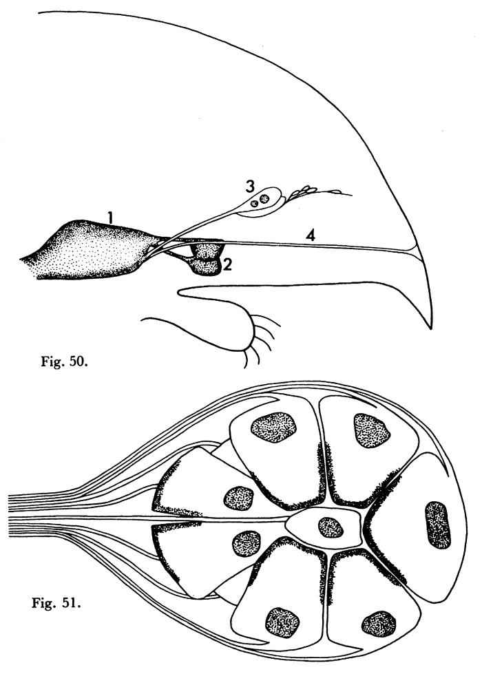Species Paraeuchaeta norvegica - Plate 12 of morphological figures