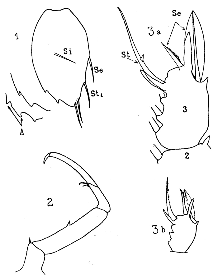 Espèce Sapphirina bicuspidata - Planche 4 de figures morphologiques