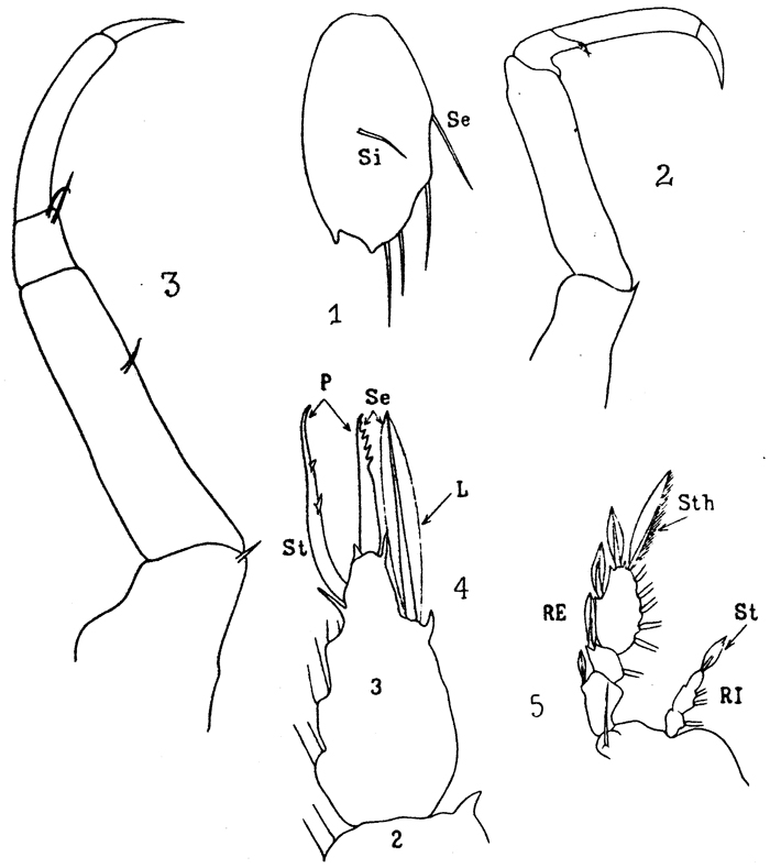 Espèce Sapphirina maculosa - Planche 3 de figures morphologiques