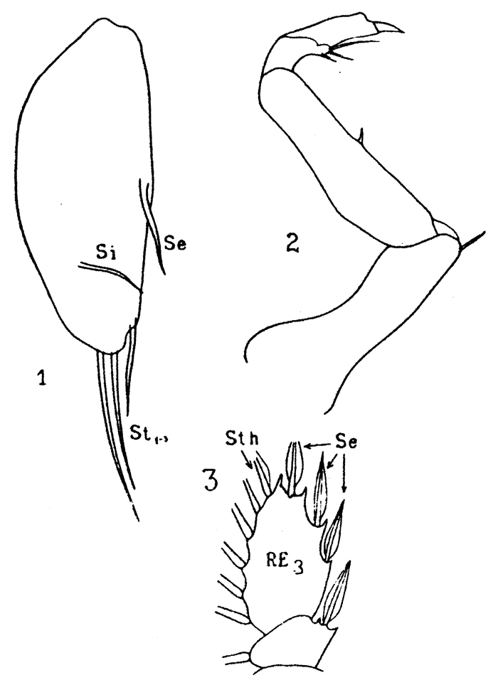 Espèce Sapphirina iris - Planche 6 de figures morphologiques