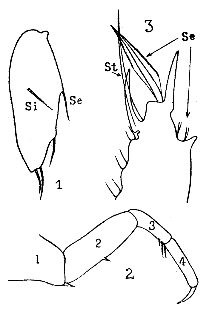 Espèce Sapphirina lactens - Planche 4 de figures morphologiques