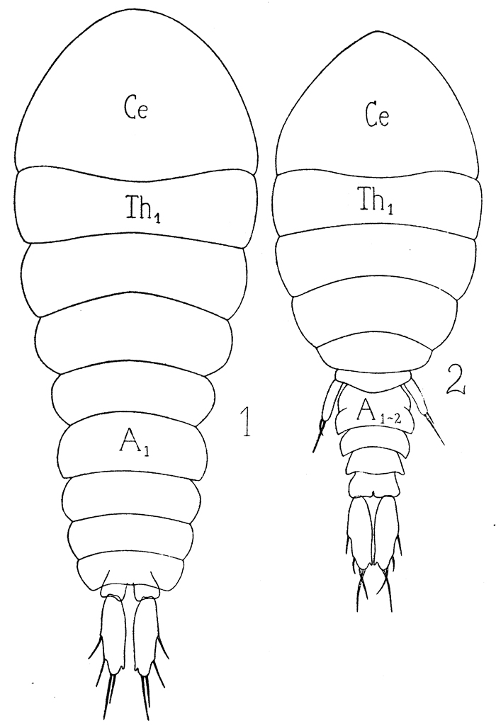 Species Sapphirina sali - Plate 9 of morphological figures