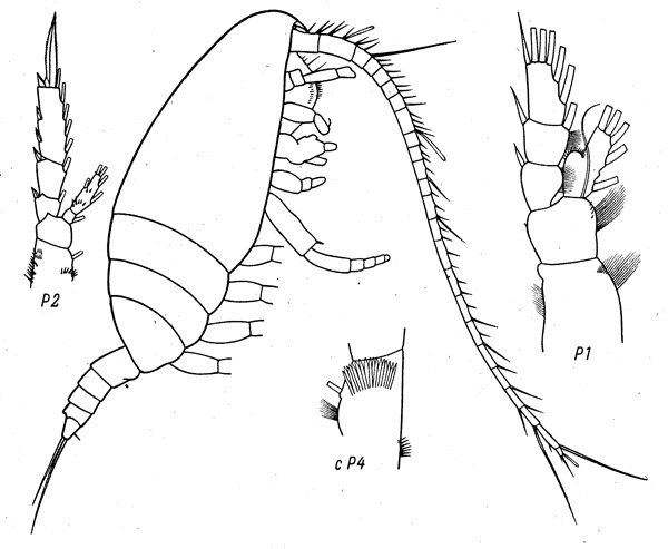 Espce Monacilla gracilis - Planche 1 de figures morphologiques