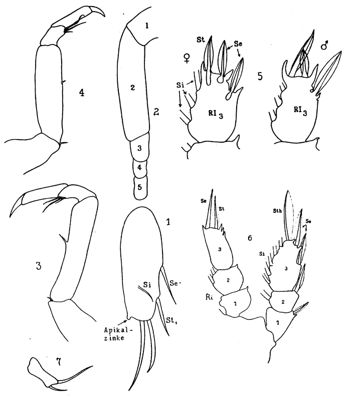 Espce Sapphirina sali - Planche 10 de figures morphologiques