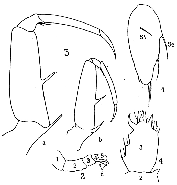Espce Sapphirina stellata - Planche 6 de figures morphologiques