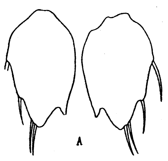 Species Sapphirina sinuicauda - Plate 6 of morphological figures