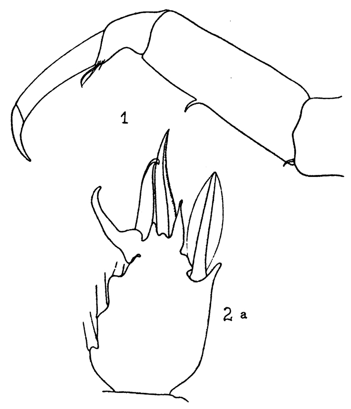 Espce Sapphirina sinuicauda - Planche 5 de figures morphologiques