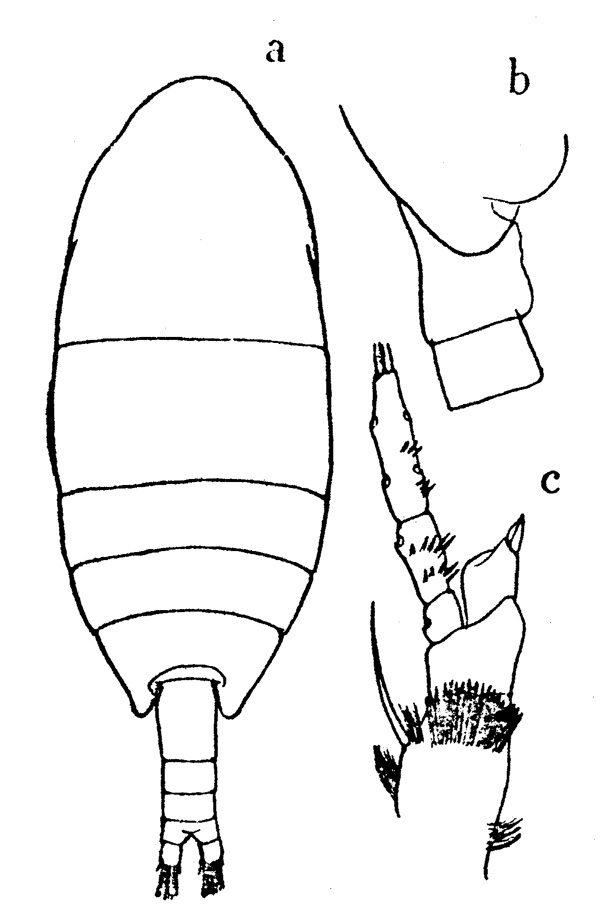 Espce Monacilla gracilis - Planche 2 de figures morphologiques